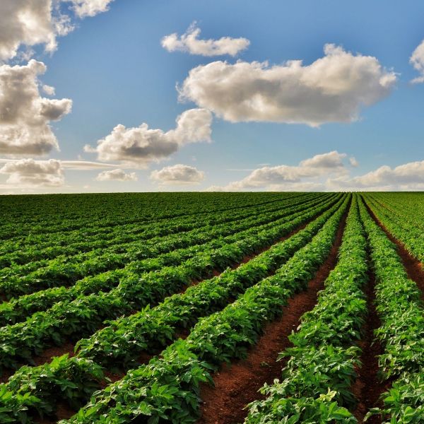 agricultura
