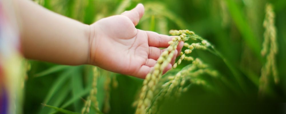 rice seeds