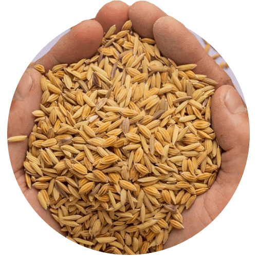 semillas arroz paddy